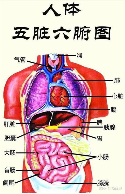 身体部位|组织和器官